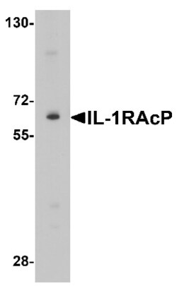 IL-1 RAcP/IL-1 R3 Antibody - BSA Free, Novus Biologicals:Antikörper:Primärantikörper